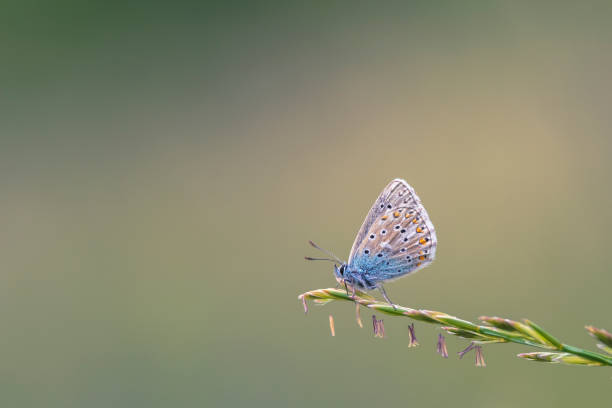 istock butterfly in the nature 1139087036