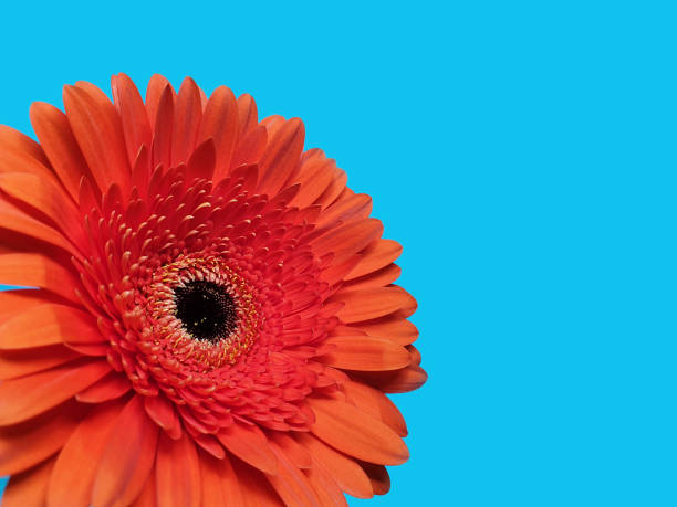 istock Red gerbera flower on blue background. Macro. 1139087107