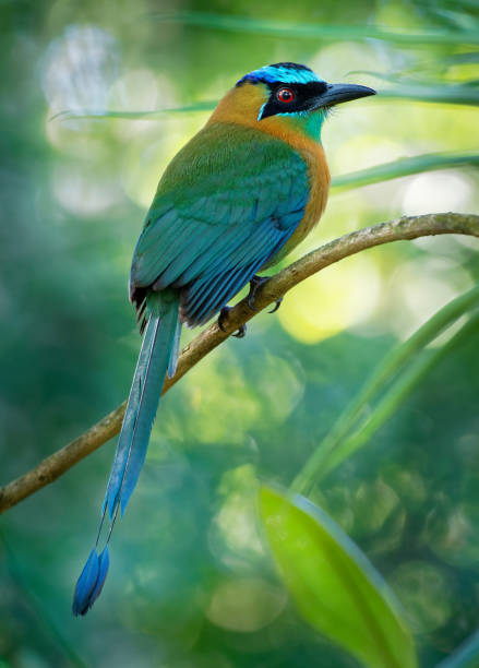 le motmot de la leçon ou le motmot bleu (momotus lesson ii) est un oiseau coloré proche des passereaux que l’on trouve dans les forêts et les bois du sud du mexique jusqu’à l’ouest du panama. - ortalide motmot photos et images de collection