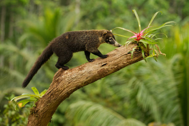 coati dal dal cenno bianco - nasua narica, noto come coatimundi, membro della famiglia procyonidae (procioni e loro parenti). i nomi spagnoli locali per la specie includono pizote, antoon e tejón - coati foto e immagini stock