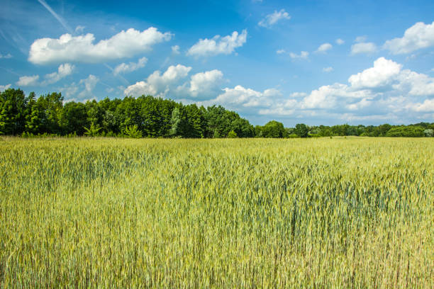 istock Field of cereals and a green forest 1139088628