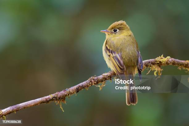 Yellowish Flycatcher Empidonax Flavescens Small Passerine Bird In The Tyrant Flycatcher Family It Breeds In Highlands From Southeastern Mexico South To Western Panama Stock Photo - Download Image Now