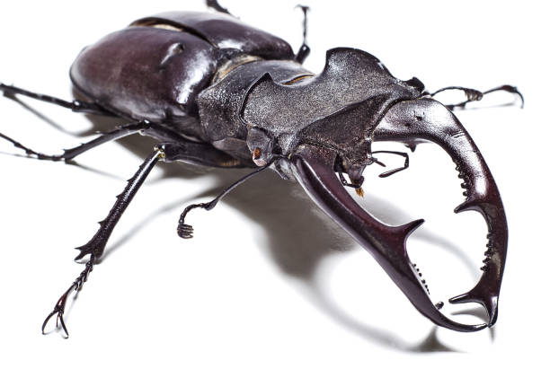 istock Stag beetle on a white background close up 1139088663