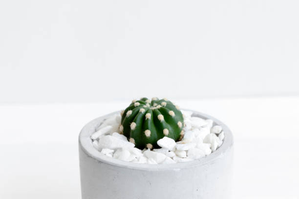 istock Minimal white theme small cute cactus in cement pots 1139088730