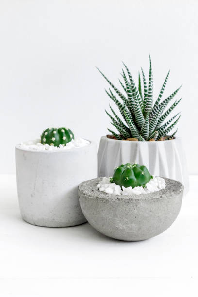 istock Minimal white theme small cute cactus and zebra prints haworthia in cement pots 1139088737