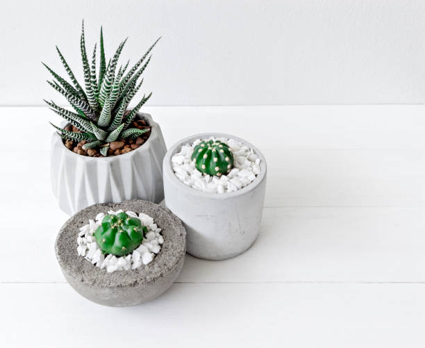 Minimal white theme small cute cactus and zebra prints haworthia in cement pots