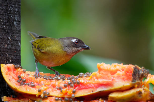 istock Chlorospingus flavopectus - Common Bush-tanager, common chlorospingus, resident breeder in the highlands from central Mexico south to Bolivia and northwest Argentina 1139088987