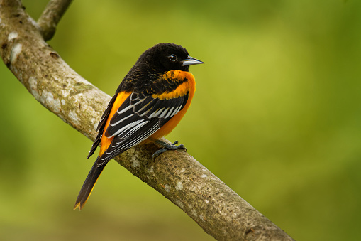 Baltimore Oriole-Icterus galbula es un pequeño pájaro negro icterid común en el este de Norteamérica como ave de cría migratoria. Pájaro color naranja, amarillo y negro photo