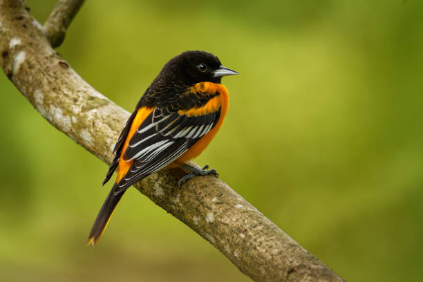 baltimore oriole - icterus galbula is a small icterid blackbird common in eastern north america as a migratory breeding bird. orange, yellow and black color bird - passerine imagens e fotografias de stock