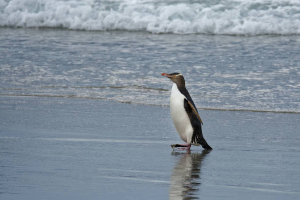 pingüino de ojos amarillos-hoiho-megadyptes antípodas, se reproduce a lo largo de las costas orientales y sudoriental de la isla sur de nueva zelanda, isla stewart, islas auckland, islas campbell - sudoriental fotografías e imágenes de stock