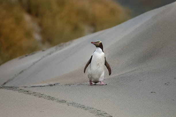 pingüino de ojos amarillos-hoiho-megadyptes antípodas, se reproduce a lo largo de las costas orientales y sudoriental de la isla sur de nueva zelanda, isla stewart, islas auckland, islas campbell - sudoriental fotografías e imágenes de stock