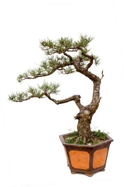 istock Evergreen bonsai isolated on white background 1139090279