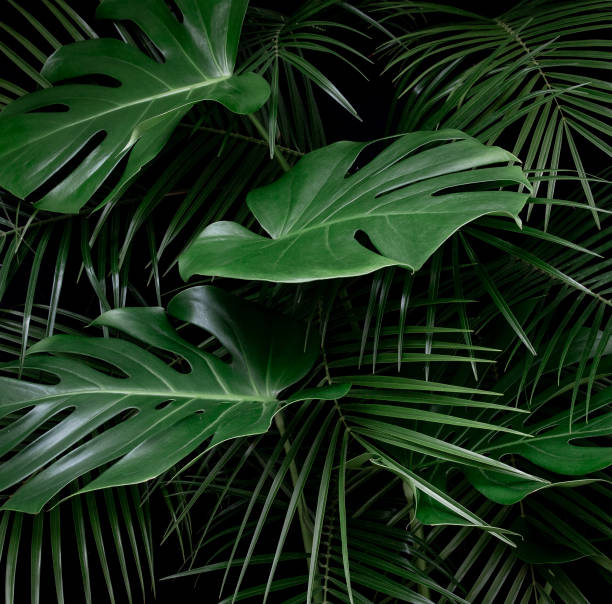 istock Monstera and palm leaves jungle texture 1139091339