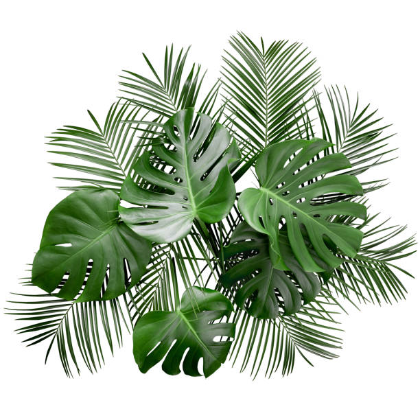 istock Monstera and tropical palm leaves layout 1139091344