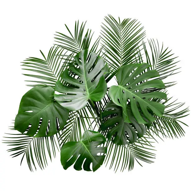 Luxury monstera and tropical palm leaves layout precisely isolated on white background. Top, overhead bouquet view.