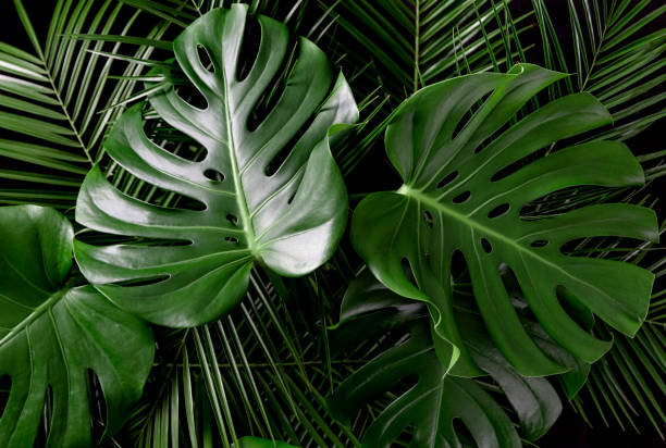 istock Monstera and palm leaves jungle texture 1139091361