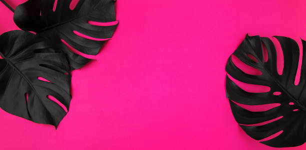 istock Black monstera leaves on plastic pink background 1139091366