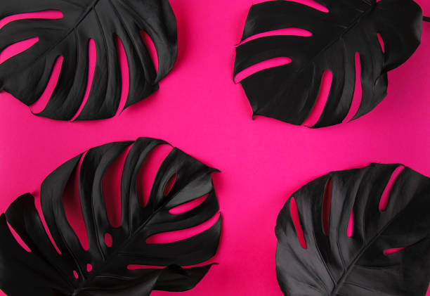 istock Black monstera leaves on plastic pink background 1139091382