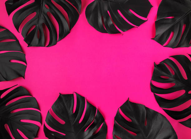 istock Black monstera leaves on plastic pink background 1139091386