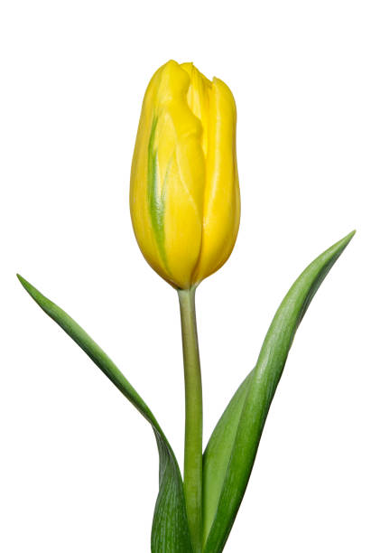 istock Bud of yellow tulip on a white background 1139091389