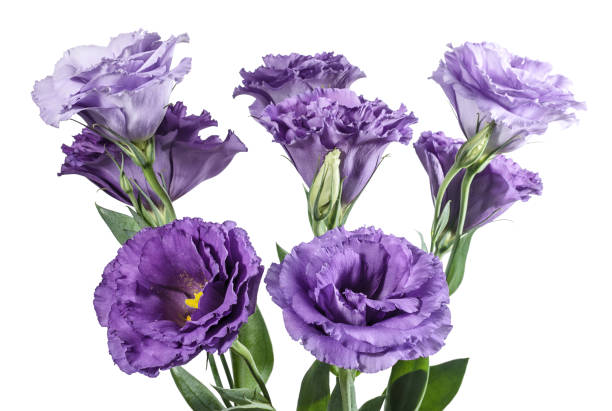 istock Light purple eustoma flowers on a white background 1139091498
