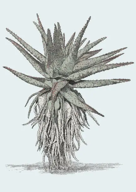 Vector illustration of Aloe Tree Giant Succulent Plant