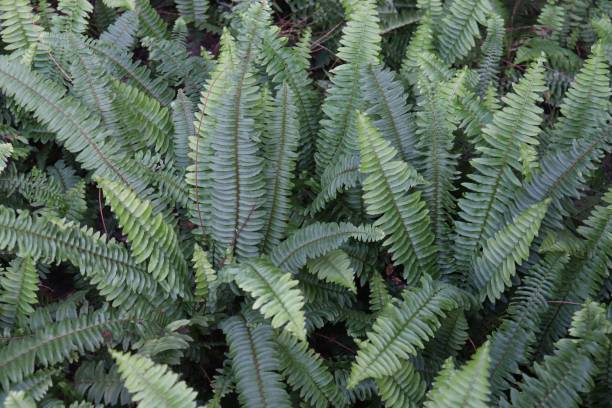 istock Fern, green leaves background 1139092114