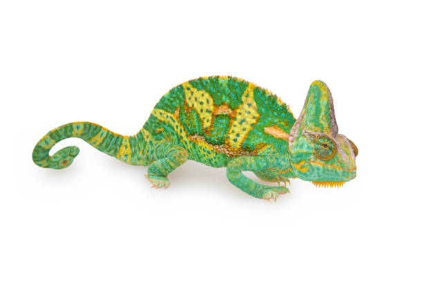 istock beautiful  green colorful  chamaeleo calyptratus looking forward 1139092416