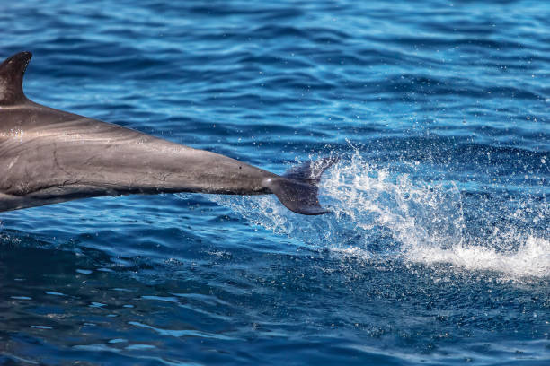 istock Fast Common Dolphin jumping in the air 1139092492