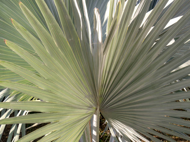 istock Leaves of a borassus palmyra palm tree 1139093614