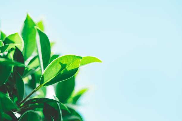 istock Closeup nature view of green leaf 1139093825