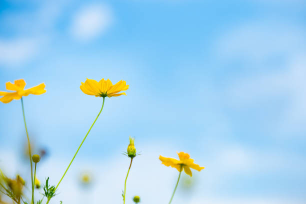 istock Abstract yellow flower on blue sky 1139093851