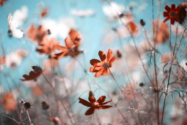 Wildflowers on the blue sky background