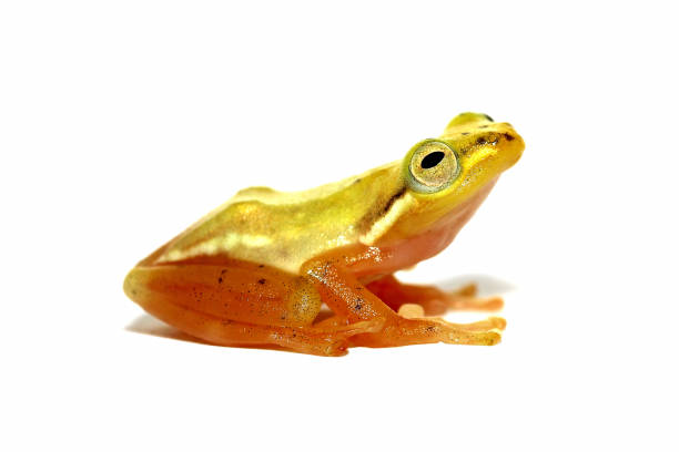 istock Golden glass frog, Philautus vittiger 1139095437