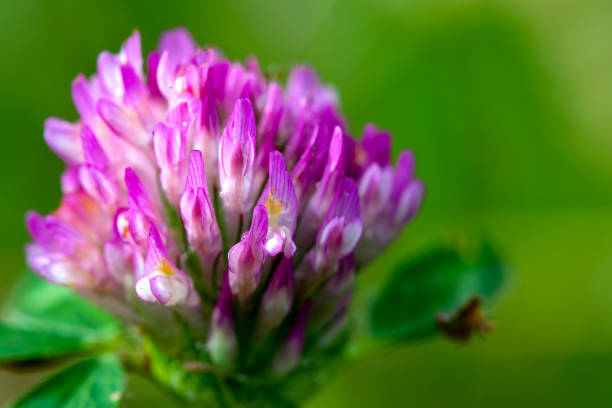 Macro photography of a red clover flower captured at the Andean mountains of central Colombia.