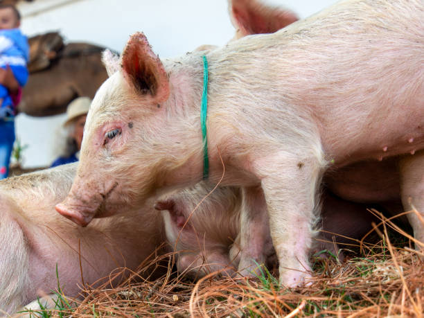 istock Piglets for sale VI 1139096441