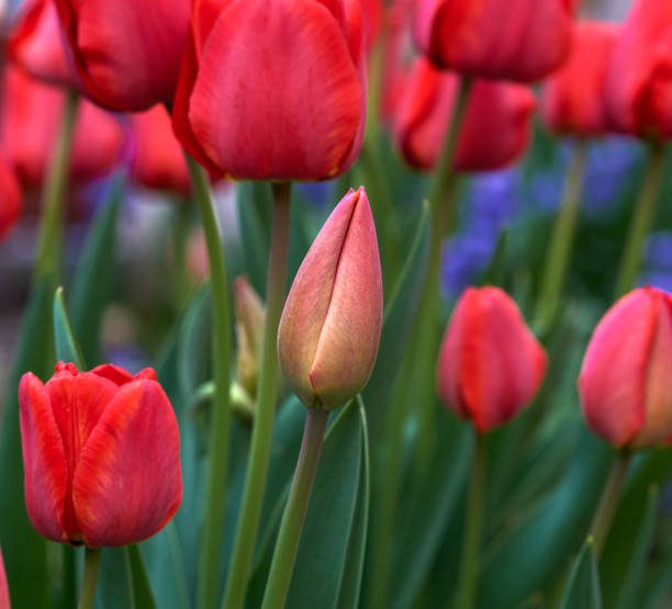 istock red blooming tulips with green leaves 1139096925
