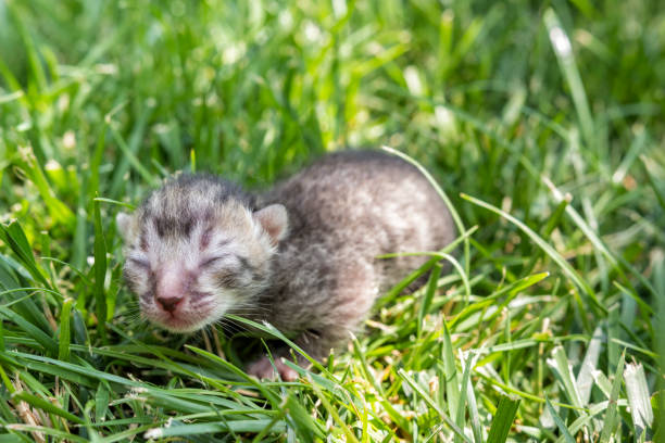 istock Newborn blind kitten on grass in sunny day. 1139097725