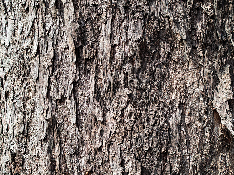Background texture of rough sea oak tree's bark.
