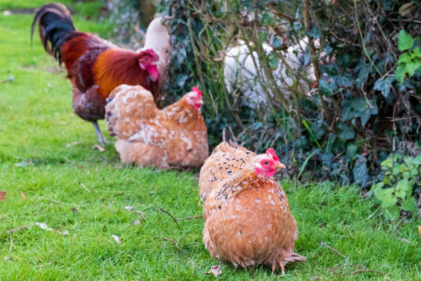 istock Group of free range hens and one rooster seen in a private backyard. 1139099623