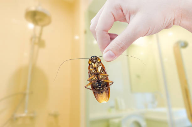 istock Woman's Hand holding cockroach on toilet background 1139099791