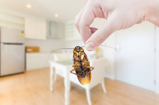 istock Woman's Hand holding cockroach on room in house background 1139099997