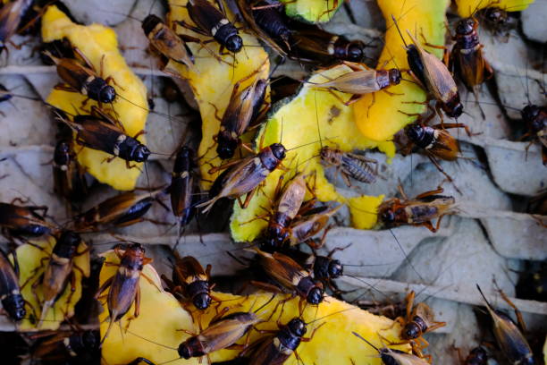 cricket organic farm