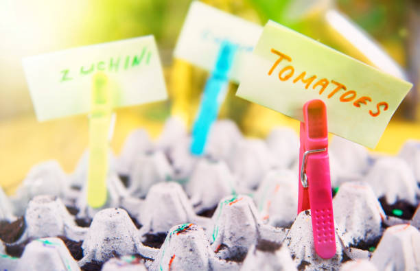 istock Planting Plant Seeds in Laboratory 1139103285