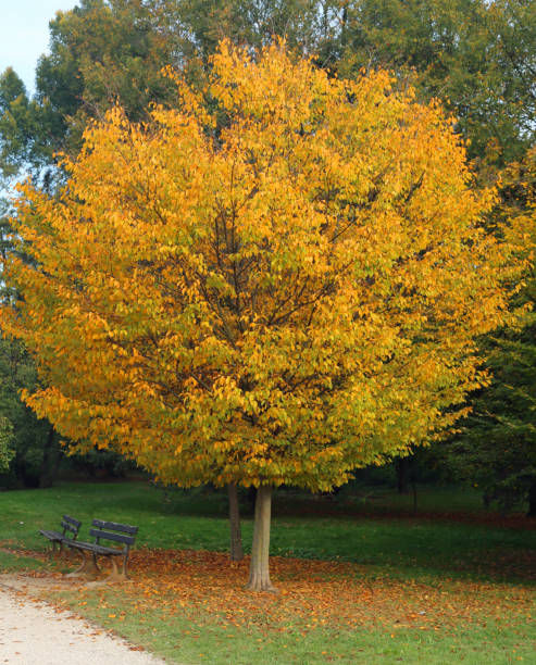 istock tree in autumn with the big-headed hair 1139104375