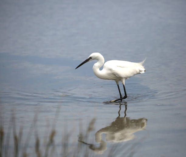 istock white bird called Littel egret in the pond 1139106157