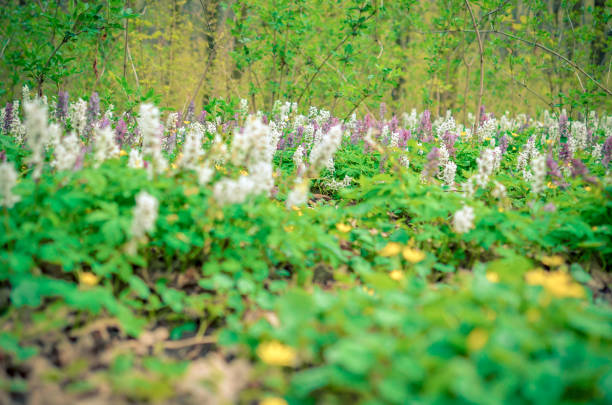 Scenic magical spring forest background of violet and white hollowroot Corydalis cava early spring wild flowers in bloom, with blurred trees in background
