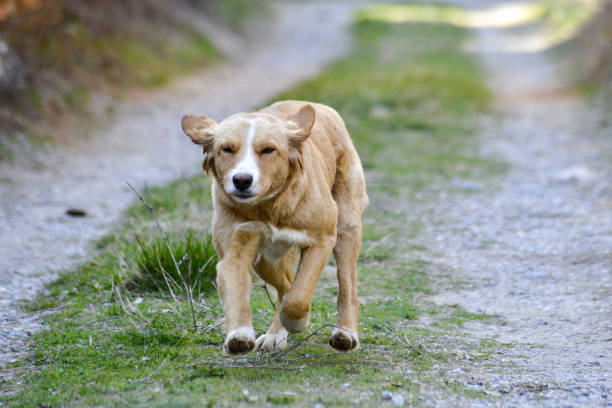 istock brown stray village dog running 1139106642