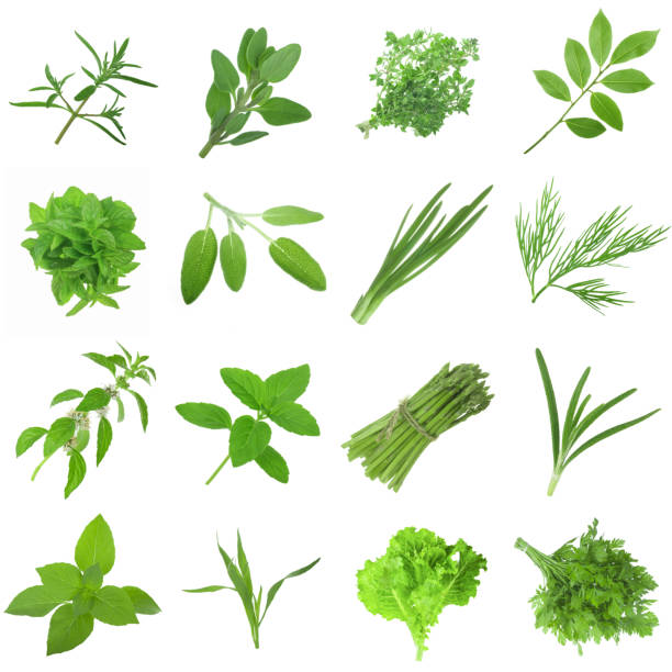 istock set of herbs and spices isolated on white background 1139107970