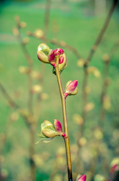 istock Branch of a tree with budding buds, early spring, close-up. 1139107994